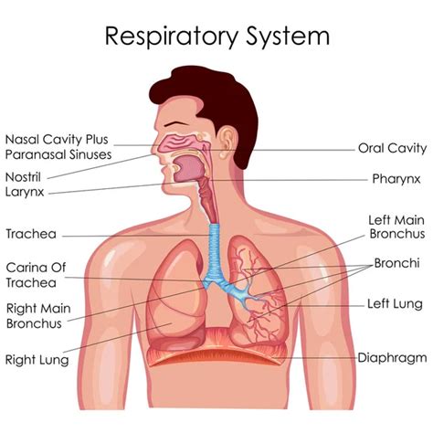 20,091,756 Respiratory system Vector Images | Depositphotos