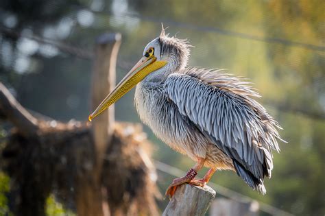 GALERIE: Pelikáni ze ZOO Dvůr Králové: Převlékání do svatebního | FOTO ...