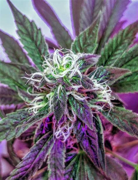 Choosing the Best LED Grow Lights for Maximum Cannabis Growth