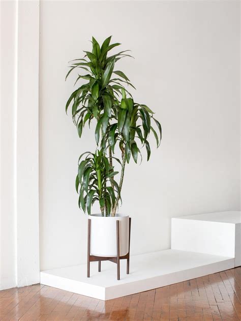 Top 6 Low-Light Plants For Offices With No Sun — Plant Care Tips and ...