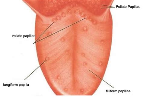 Inflamed Taste Bud - Pictures, Causes, Treatment, Remedies