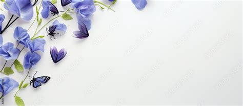 Blue butterfly pea flower on isolated pastel background Copy space ...