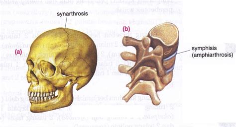 The Structure of Joint and Various Types of Joint’s Shape In Human ...