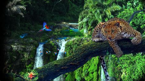 HD Amazon Rainforest Wallpaper | Full HD Pictures