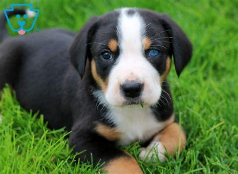 Domino | Greater Swiss Mountain Dog Puppy For Sale | Keystone Puppies ...