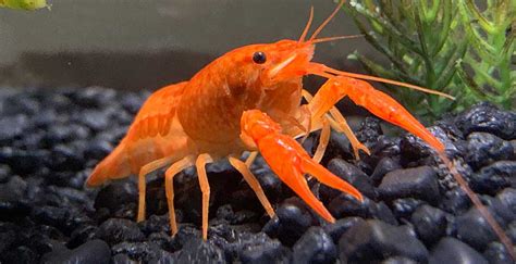 Types of Crayfish: 8 Crayfish You'll Want to Know About