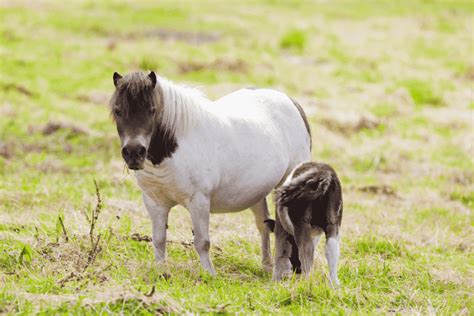 All About Shetland Ponies (facts, lifespan, care, etc.)