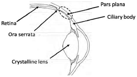 Anatomical illustration of the pars plana | Download Scientific Diagram