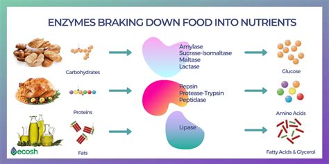 13 Which of the Following Enzymes Would Not Digest Proteins