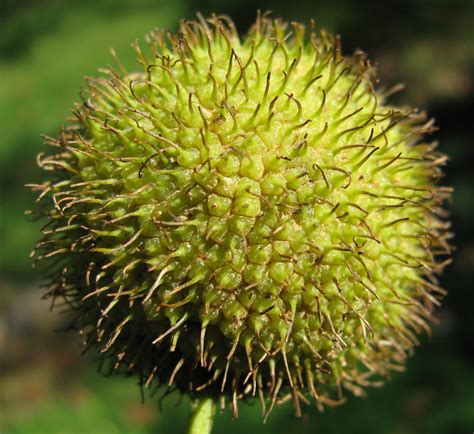 Hermit Musings: Sycamore Tree Seed Pod