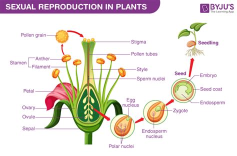 What Is Reproduction? - Definition & Types Of Reproduction (2024)