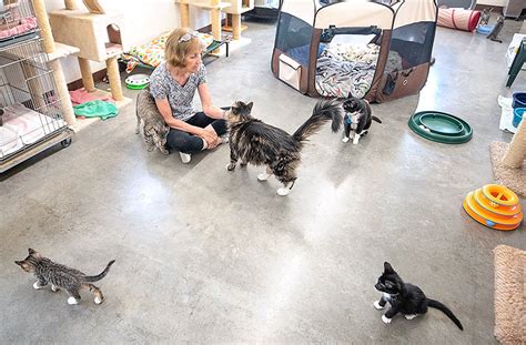 Animal shelters flooded with unwanted cats | Powell Tribune