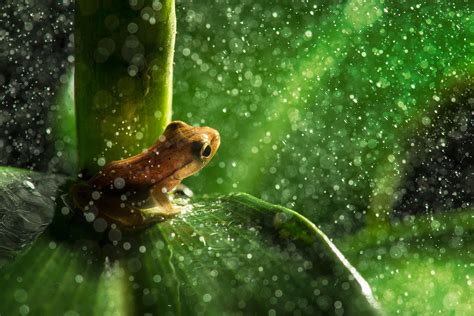 Hintergrundbilder : 2048x1367 px, Amphibie, Tiere, Bokeh, Frosch ...