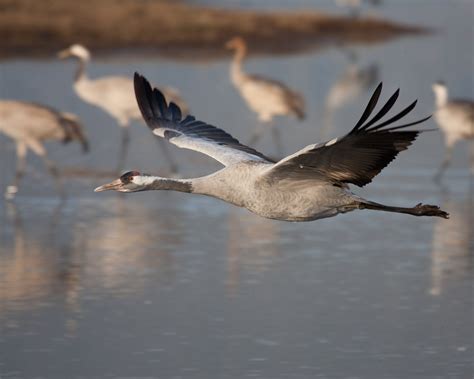 Common Crane | Audubon Field Guide