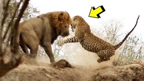 8 BATALLAS ÉPICAS DE ANIMALES CAPTADAS EN CÁMARA | LEÓN VS LEOPARDO ...