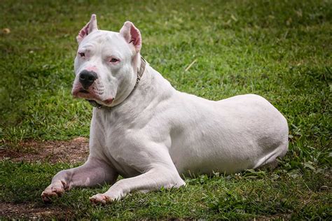 What Is A Dogo Argentino And How To Take Good Care Of It?