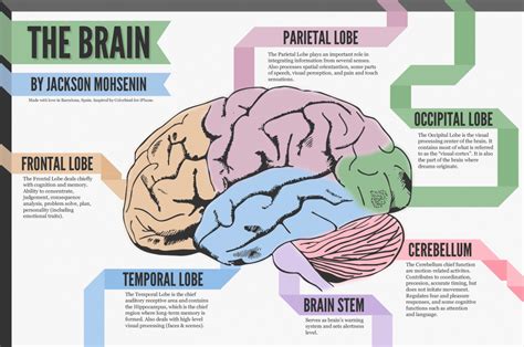 Jackson Mohsenin illustrates the different parts of the human brain in ...