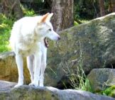 Dingo - Description, Habitat, Image, Diet, and Interesting Facts