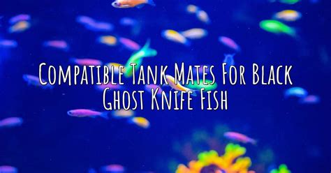 Compatible Tank Mates for Black Ghost Knife Fish – Aqua Revolt