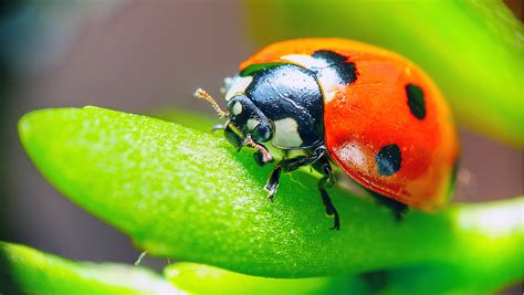 Some flying insects are mysteriously vanishing at an unusual rate ...