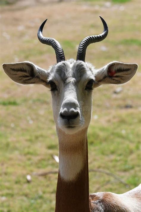 Grants Gazelle. stock image. Image of forest, tanzania - 138921755