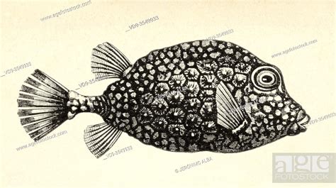 Lactophrys triqueter. Smooth Trunkfish, species of fish in the family ...