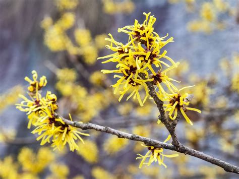 Chinese Witch Hazel Care: Growing Chinese Witch Hazel Shrubs