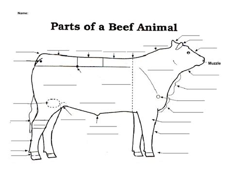 Beef Cattle Anatomy Diagram | Quizlet