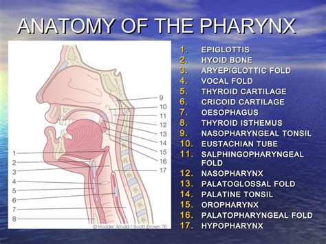 Anatomy of pharynx