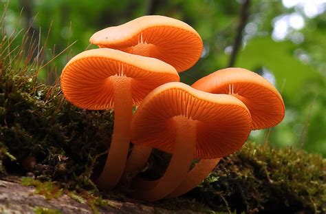 Orange Mushrooms In Minnesota