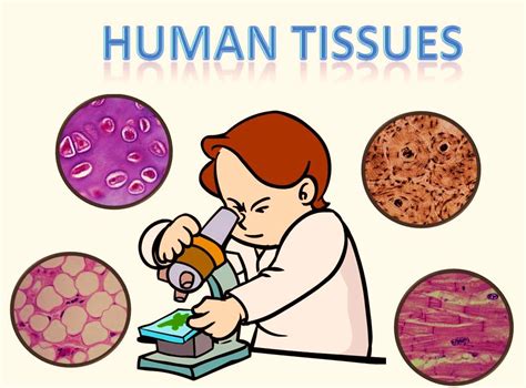 Bio 20 Lab: HISTOLOGY - THE STUDY OF TISSUES