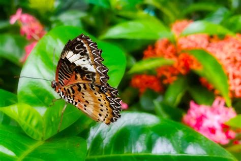 Photo Tour: Singapore Changi Airport's Butterfly Garden • Point Me to ...