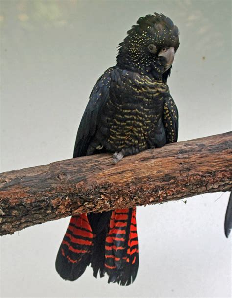 File:Red-tailed Black Cockatoo RWD2.jpg