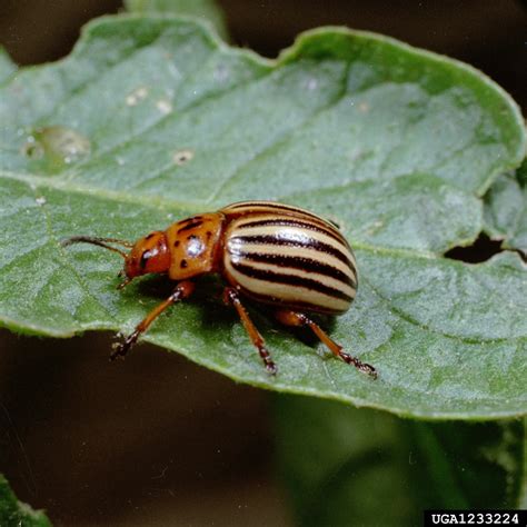 Yellow Tomato Bug