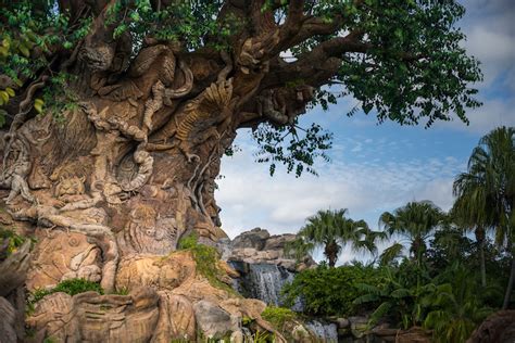 5 Fascinating Facts About Animal Kingdom's Tree of Life - WDW Magazine