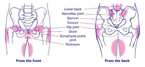 Pelvic girdle pain during pregnancy - Body Organics