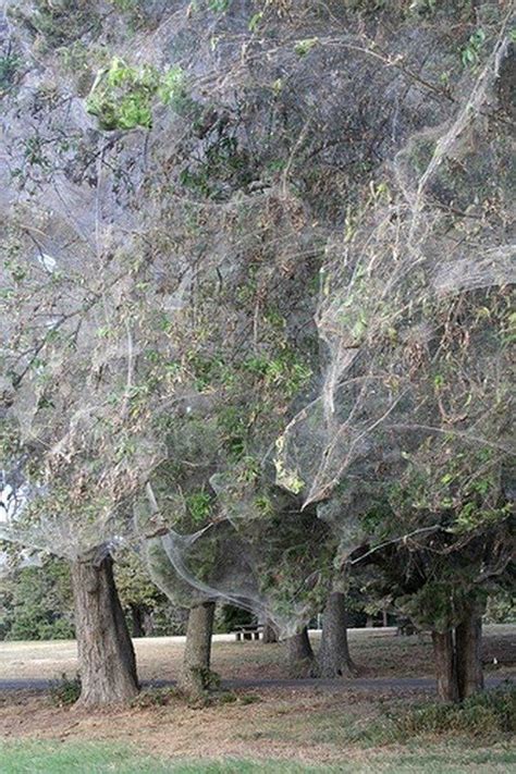 World's Biggest Spider Web Found in Texas:LetzWave.BlogSpot.com