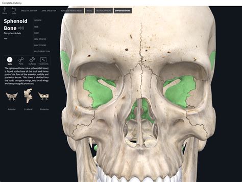 Bones: Skull, sphenoid. – Anatomy & Physiology