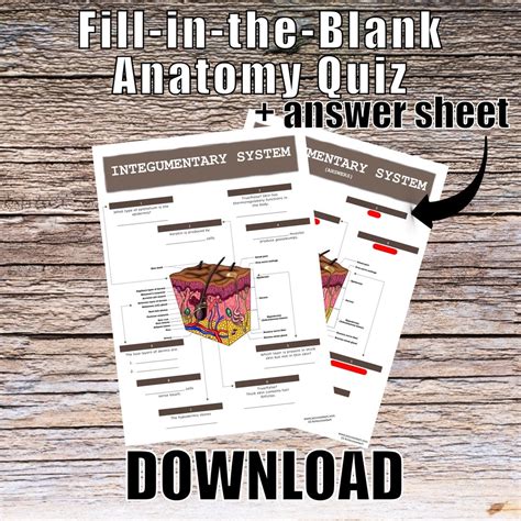 Integumentary System Anatomy QUIZ Worksheet Answers Digital Download ...