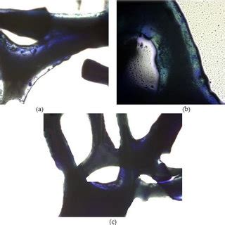 Optical microscope biofilm images. (a) The optical microscope image ...