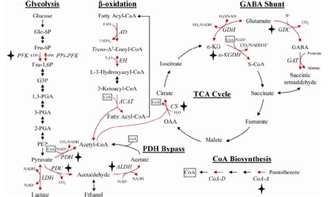 Genes of glycolysis, pyruvate metabolism including the PDH-bypass ...