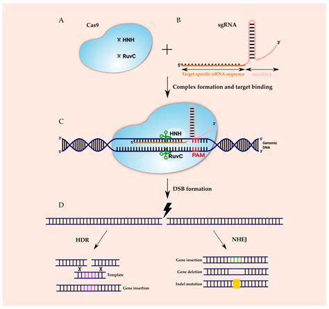 Crispr Cas9 In Bacteria