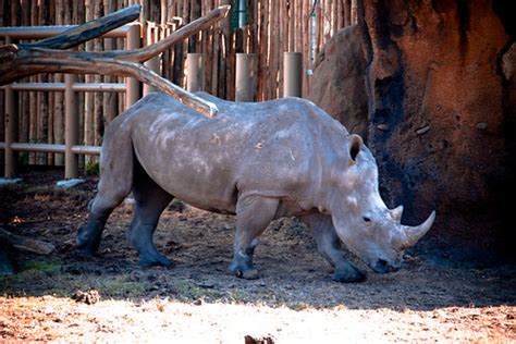 White Rhino Habitat | Photos from the new African Forest Exh… | Flickr