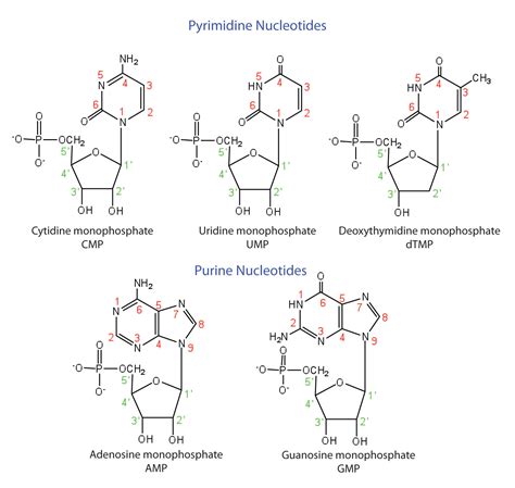 19.1 Nucleotides | The Basics of General, Organic, and Biological Chemistry