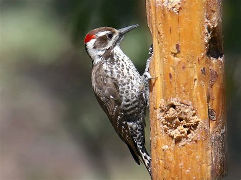 Arizona Woodpecker Bird Facts (Picoides arizona) | Birdfact