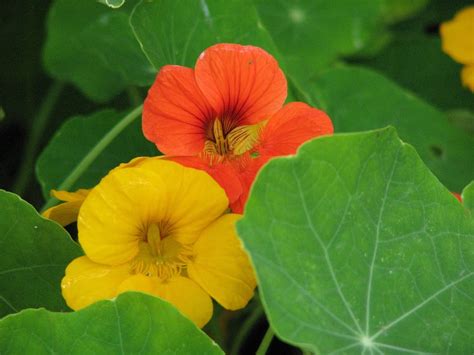 How to Grow Nasturtium from Seed: A Guide to Planting to Harvest