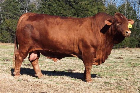 Quia - Beef Cattle Breeds