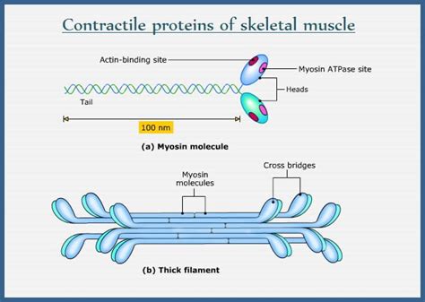 Myosin and Actin filament