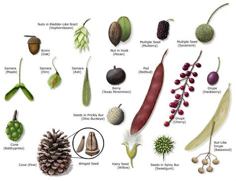 identification seed types - Google Search in 2020 | Tree identification ...