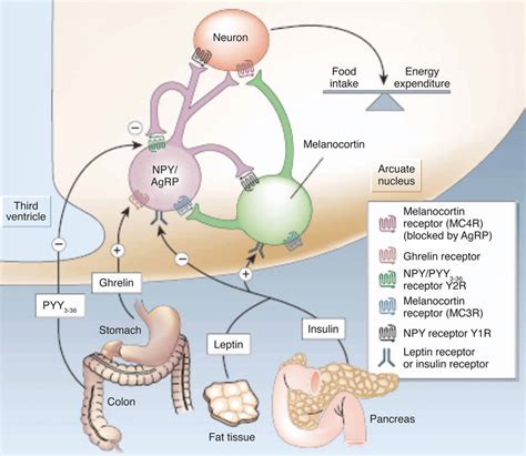 | Hypothalamic control of global energy balance. Appetite is regulated ...